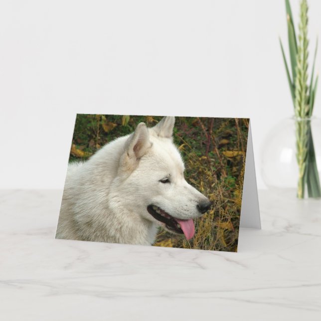 Tarjeta Perros de Malamute de Alaskan (Anverso)