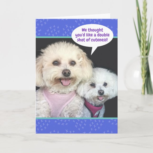 Tarjeta Perros De Poochon Cutos - Doble Tirada De Cualidad (Anverso)