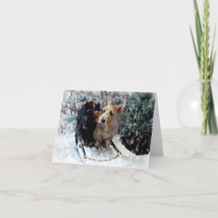 Tarjeta Perros de Trineo