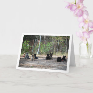 Tarjeta Perros en la Escuela de Entrenamiento