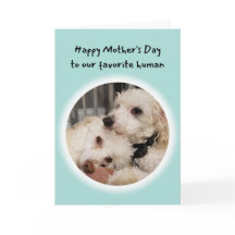 Perros graciosos, el día favorito de mi madre