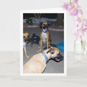 Tarjeta Perros por la Noche