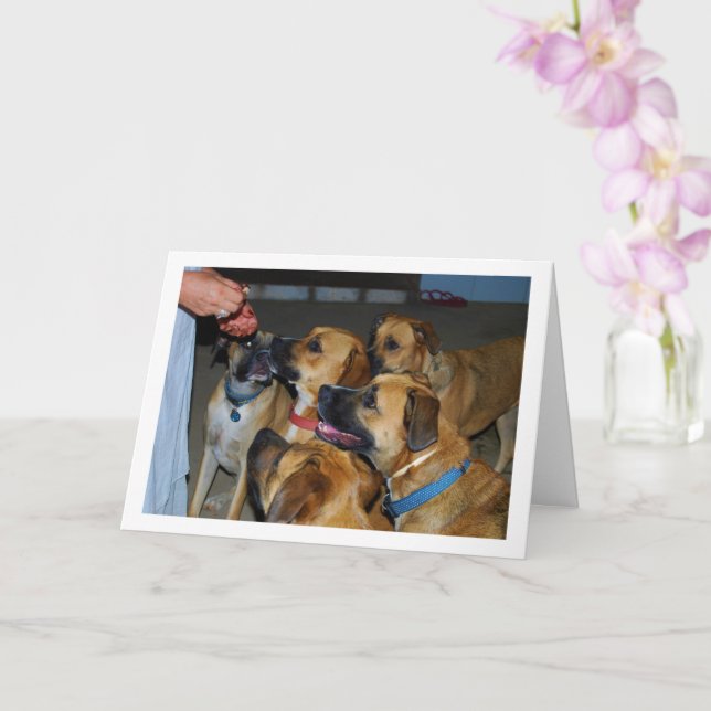 Tarjeta Perros sentados para retrato de comida (Orquídea)