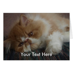 Tarjeta persa del gatito