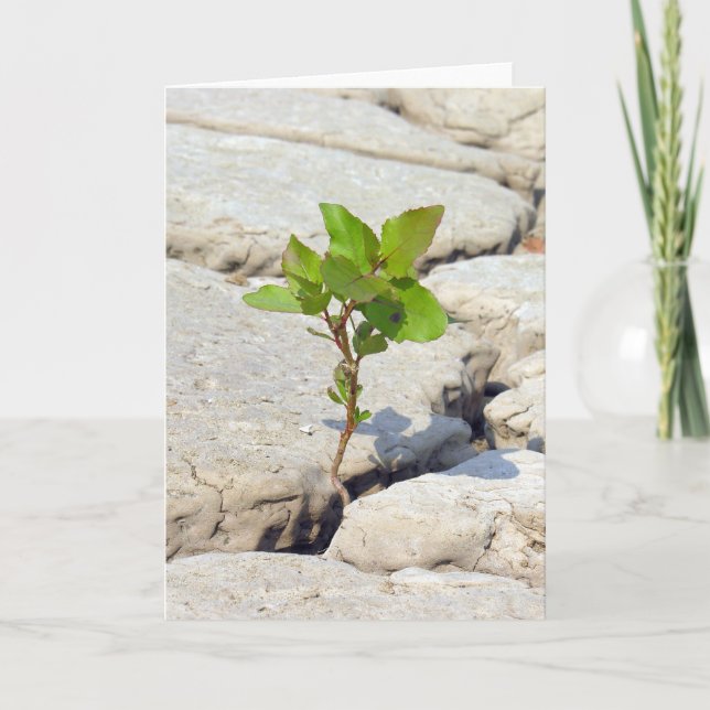 Tarjeta perserverance (Anverso)