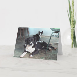 Tarjeta Persiga al amante, amante animal, amante del gato