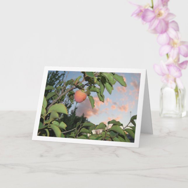 Tarjeta Persimmon en árbol, retrato de cielo rosado (Orquídea)