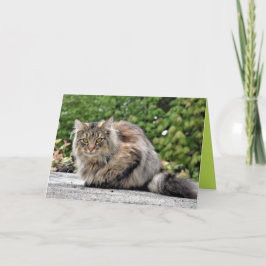 Tarjeta personalizable de gatito Maine Coon