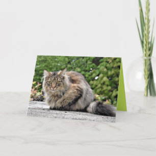 Tarjeta personalizable de gatito Maine Coon