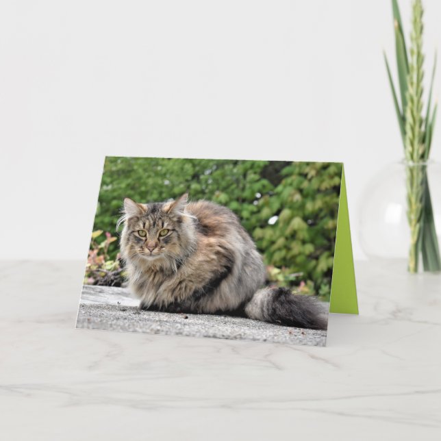 Tarjeta personalizable de gatito Maine Coon (Anverso)