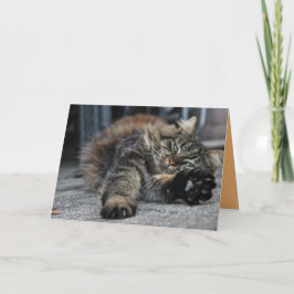Tarjeta personalizable de gatito Maine Coon