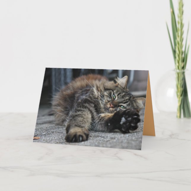 Tarjeta personalizable de gatito Maine Coon (Anverso)