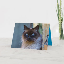 Tarjeta personalizable de gatito siamés lindo