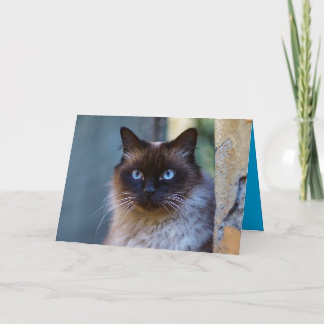 Tarjeta personalizable de gatito siamés lindo (Anverso)