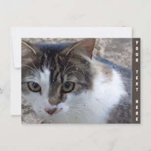 Tarjeta personalizable de gato en la ventana