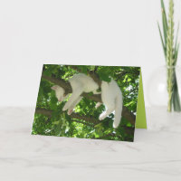 Tarjeta Personalizable Gatito Bonito Gatito Lindo