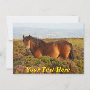 Tarjeta Personalizable: pony exmoor, Somerset, Inglaterra