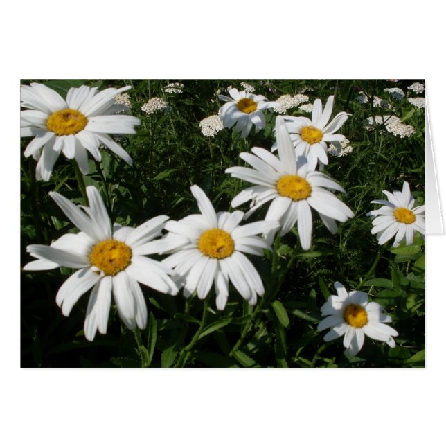 Tarjeta personalizada Daisies Blank Inside (Anverso (Horizontal))