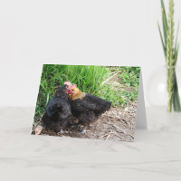 Personalizado de fotografía de pollos de contraban