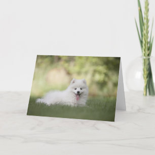 Tarjeta Personalizado Perro Pomerano Blanco