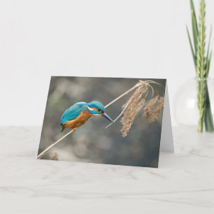 Tarjeta Pesca de Kingfisher en la caña
