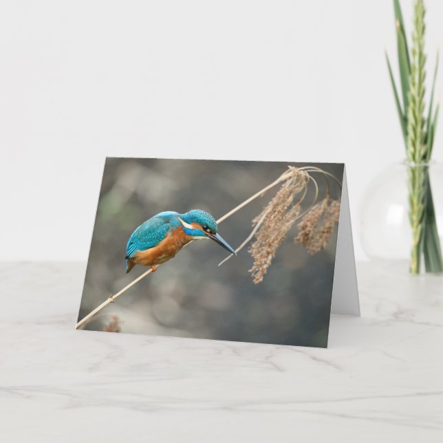 Tarjeta Pesca de Kingfisher en la caña (Anverso)