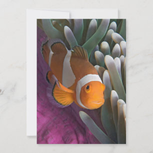 Tarjeta Pescado anemónico de Payaso Occidental