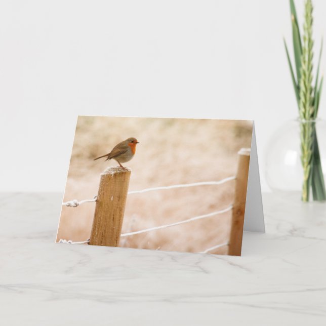 Tarjeta Petirrojo de Invierno (Anverso)