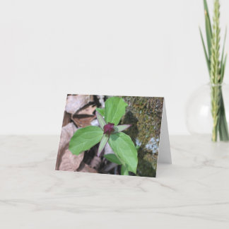 Tarjeta Petirrojo de la estela - modificado para