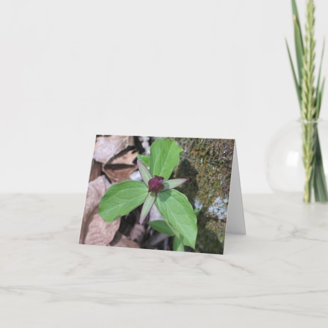 Tarjeta Petirrojo de la estela - modificado para (Anverso)