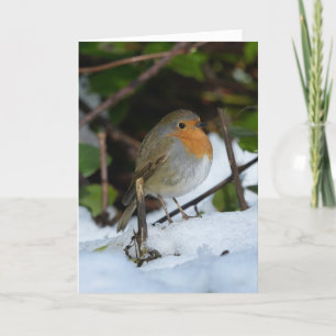 Tarjeta Petirrojo de Navidad en la nieve