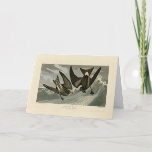 Tarjeta Petrel de la horquilla de los pájaros de Estados U