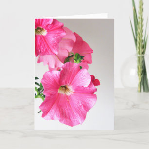 Tarjeta Petunias rosadas de conexión en cascada