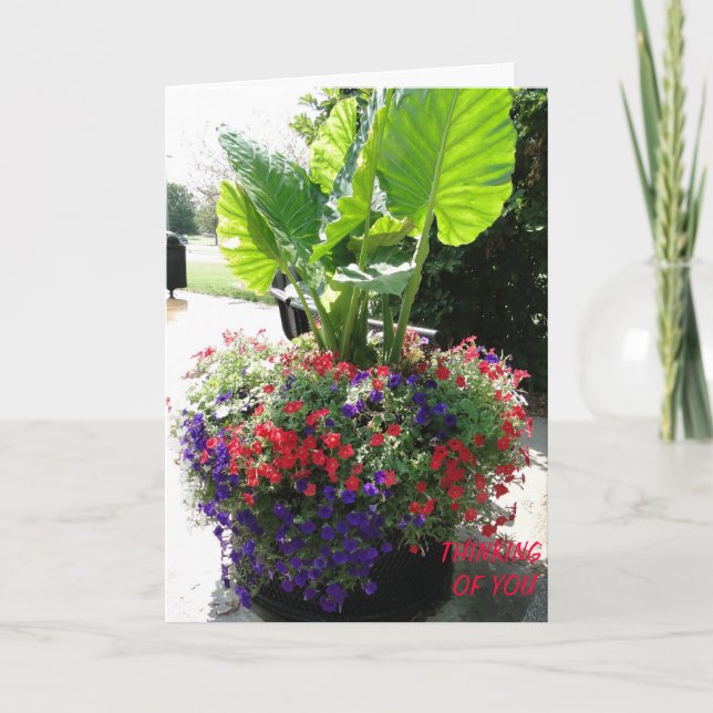 Tarjeta Petunias y elefante oreja, pensando en ti (Anverso)