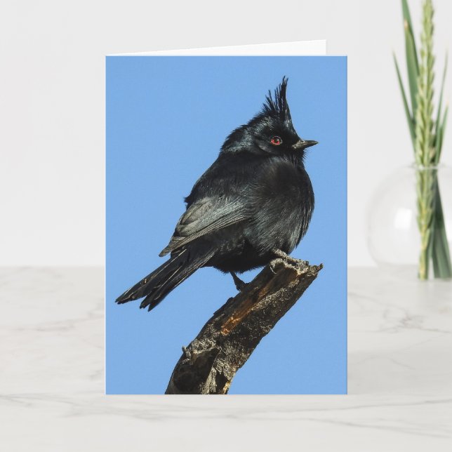 Tarjeta Phainopepla Notecard (Anverso)