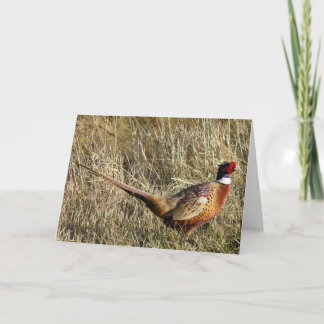 Tarjeta Pheasant De Cuello Rojo