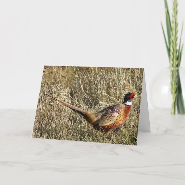 Tarjeta Pheasant De Cuello Rojo (Anverso)