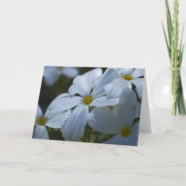 Tarjeta Phlox blanco (Anverso)