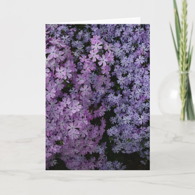 Tarjeta Phlox en Abundancia (Anverso)