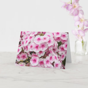 Tarjeta Phlox. Jardines Friarios, Cardiff, Gales.