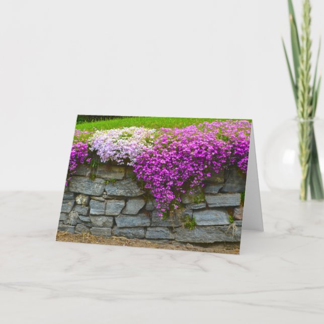 Tarjeta Phlox Stone Wall Notecard (Anverso)
