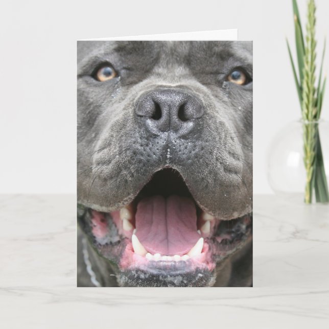 Tarjeta Photograph of Cane Corso Greeting Card (Anverso)