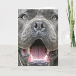 Tarjeta Photograph of Cane Corso Greeting Card