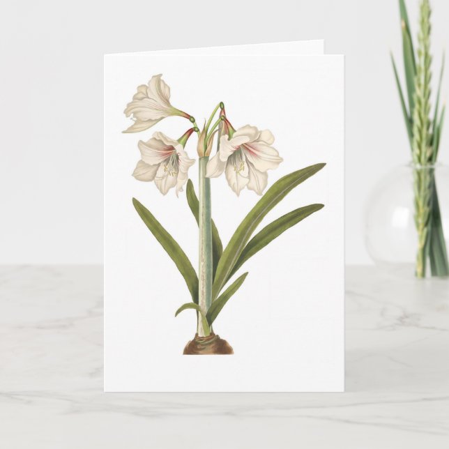 Tarjeta Picta del Amaryllis (Anverso)