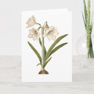 Tarjeta Picta del Amaryllis
