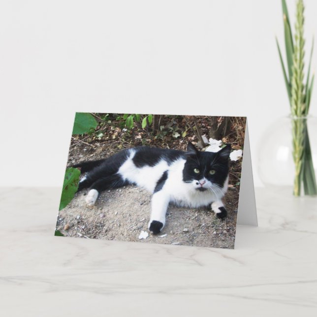 TARJETA PIERO DE GATO TURCO NEGRO Y BLANCO (Anverso)