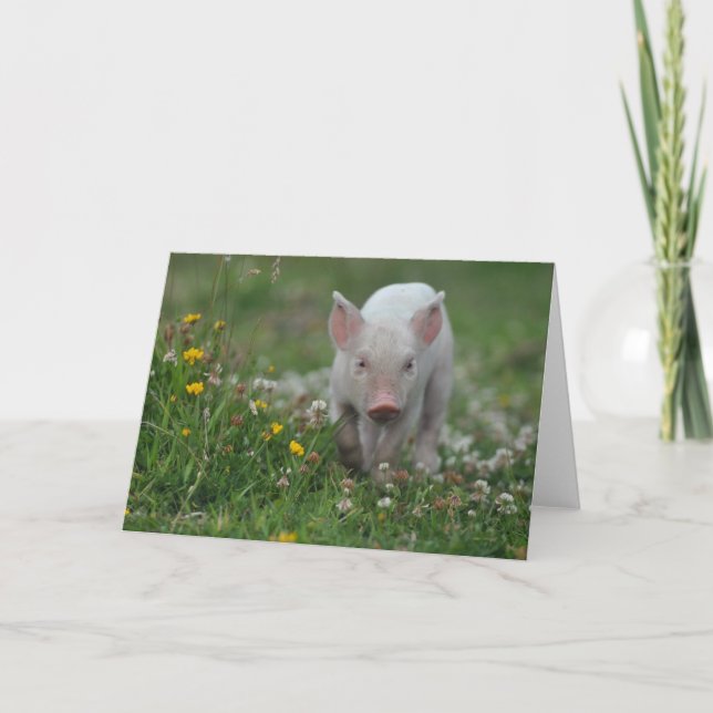 Tarjeta Piglet blanco en campo de flores (Anverso)