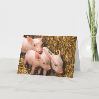 Tarjeta Piglets