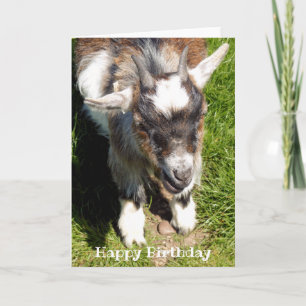 TARJETA PIGMY GOAT