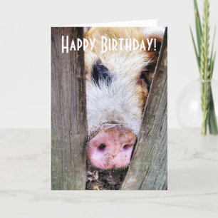 TARJETA PIGS
